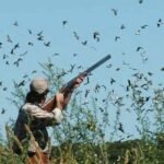 پنجاب میں آبی پرندوں کے شکار کا سیزن شروع ہو گیا