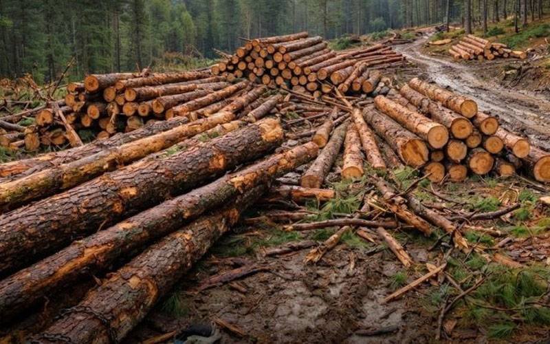خیبر پختونخوا کے جنگلات کی بے دریغ کٹائی ،غیر قانونی ترسیل پر مقامی شہریوں کی تنقید