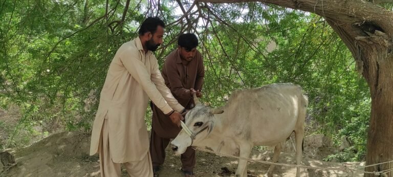 خیبر پختونخوا میں مویشیوں کی لمپی سکن اور دیگر بیماریوں کے خلاف ویکسی نیشن مہم