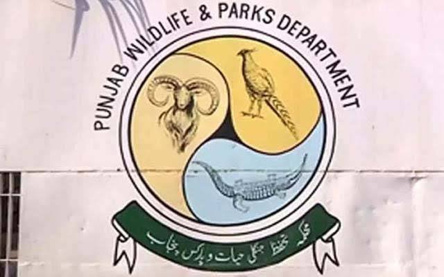 پنجاب میں موروں کی غیر قانونی تجارت پر 17ملزمان گرفتار، سوا 4لاکھ روپے جرمانہ عائد
